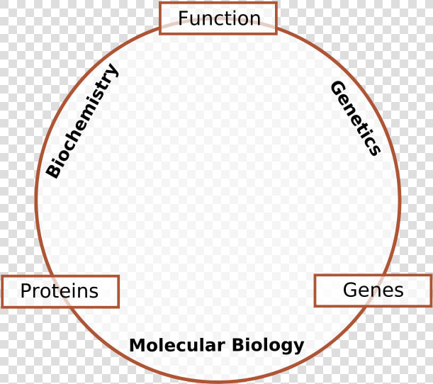 Molecular Biology  HD Png DownloadTransparent PNG