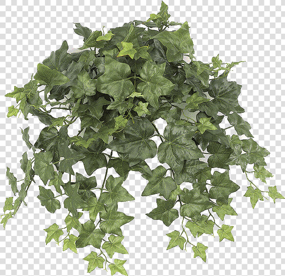 Png Free Stock Paul Web Logs Alternative   English Ivy  Transparent PngTransparent PNG