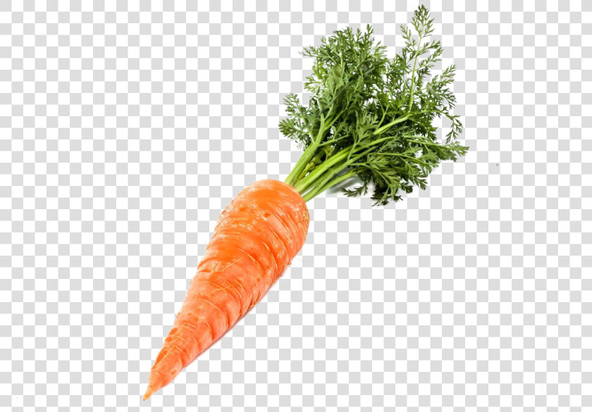 Single Carrot Png Image   Transparent Background Carrot Png  Png DownloadTransparent PNG