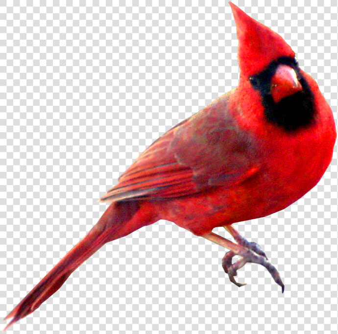 Birds Transparent Red   Cardinal Bird Transparent Background  HD Png DownloadTransparent PNG