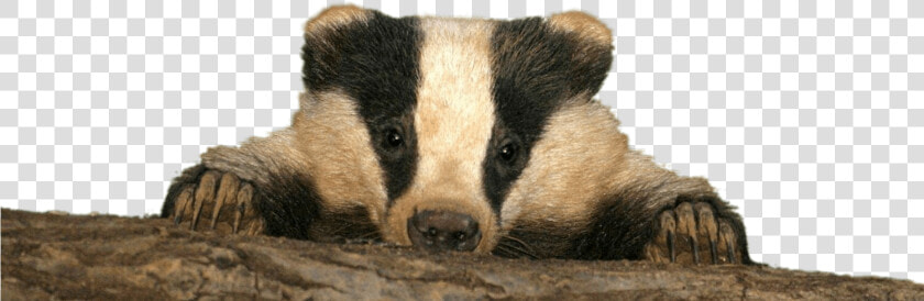 Baby Badger   Happy Badger  HD Png DownloadTransparent PNG