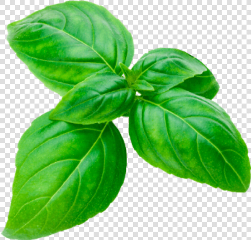  basil  sprig  cutout  herbs  basilsprig  green  basilikum   Basil Png  Transparent PngTransparent PNG