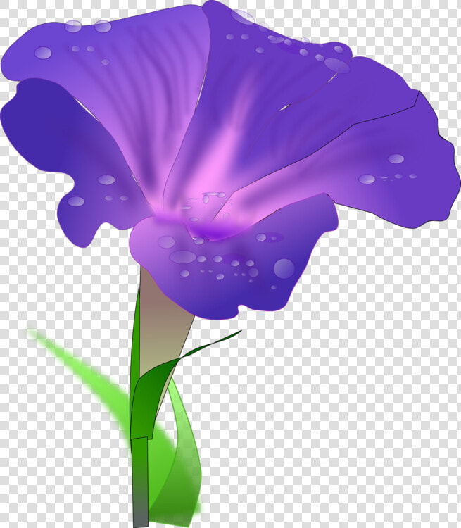 Iris Family plant flower   Morning Glory Flower Clipart  HD Png DownloadTransparent PNG