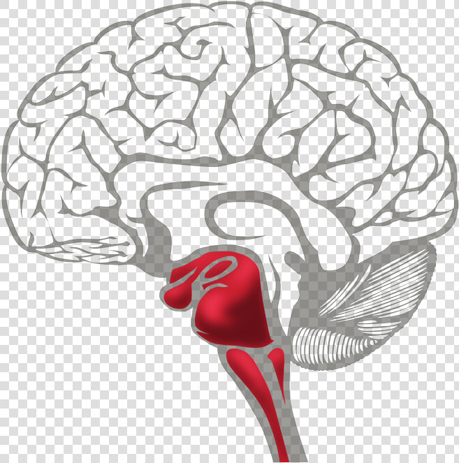 Brain Survival Red   Learning Brain Vs Survival Brain  HD Png DownloadTransparent PNG