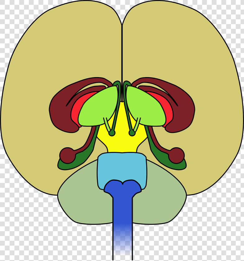 Brain Frontal View Cortex  HD Png DownloadTransparent PNG