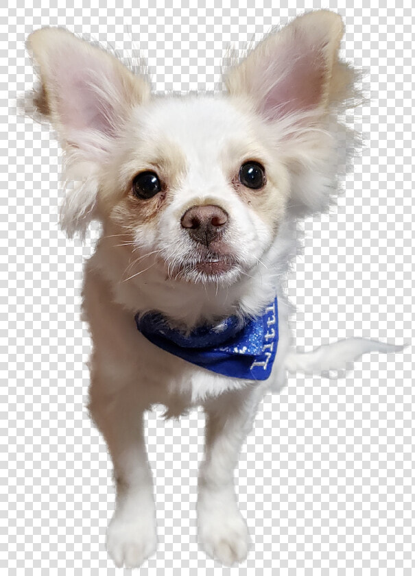 Chihuahua  HD Png DownloadTransparent PNG