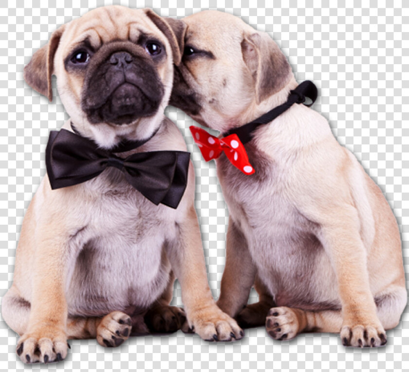 Pug Puppies Png  Transparent PngTransparent PNG