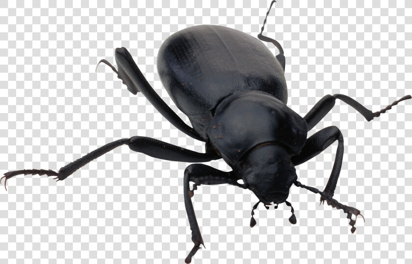 Bug Png Image   Bug Png  Transparent PngTransparent PNG