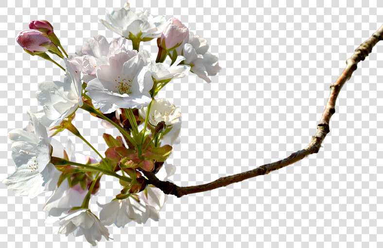 Branch  Cherry Blossom  Cherry Tree  Cherry Branche   Miroslav Dolenec Dravski Moja Podravina  HD Png DownloadTransparent PNG