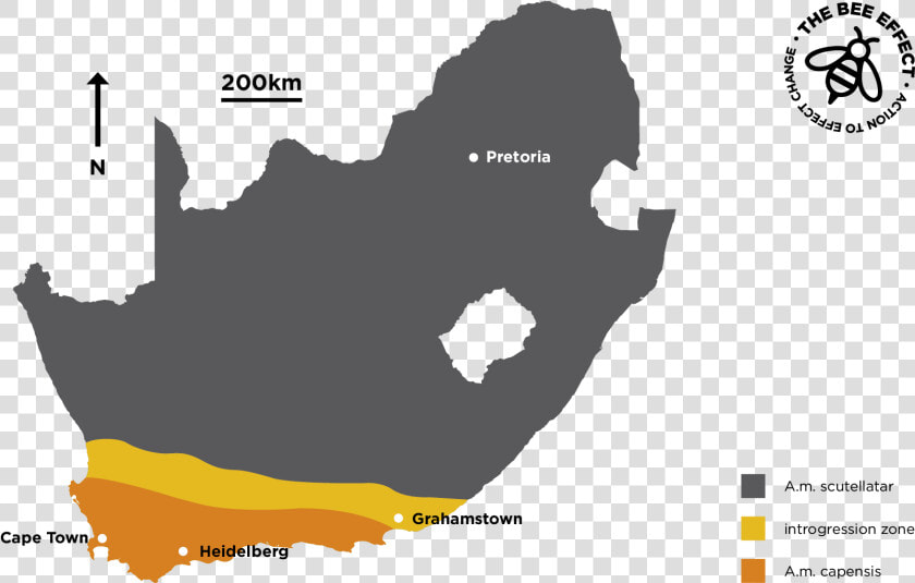 Cape Town Johannesburg Durban  HD Png DownloadTransparent PNG