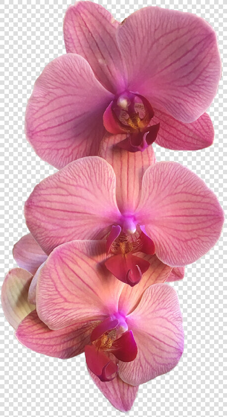 A Group Of Three Pink Orchids   Pink Orchid Png  Transparent PngTransparent PNG