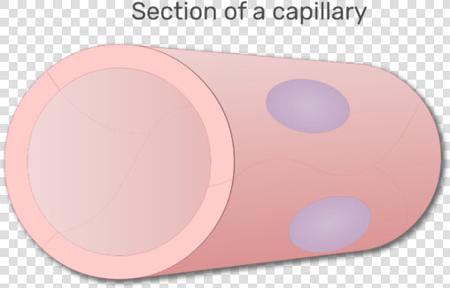 A Section Of Capillary   Circle  HD Png DownloadTransparent PNG