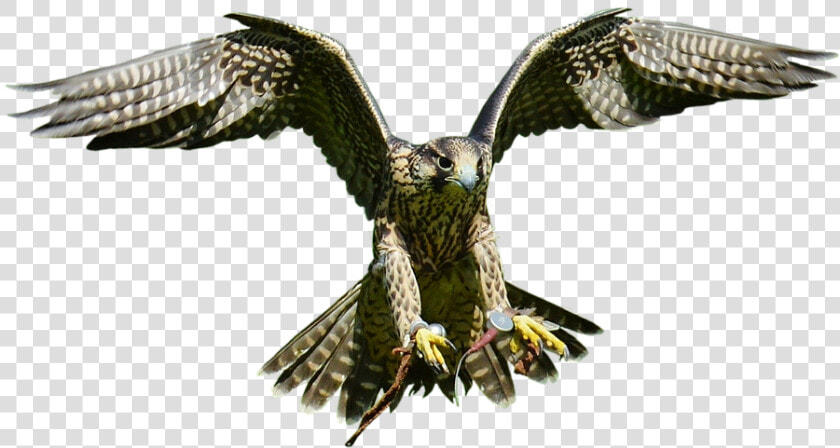 Download Free Falcon Birds Png Transparent Images Transparent   Png پرنده  Png DownloadTransparent PNG