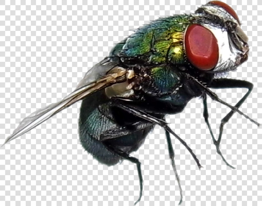  fly  mosca  green   House Fly  HD Png DownloadTransparent PNG