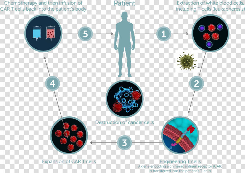 Cell therapy   Chimeric Antigen Receptor  HD Png DownloadTransparent PNG