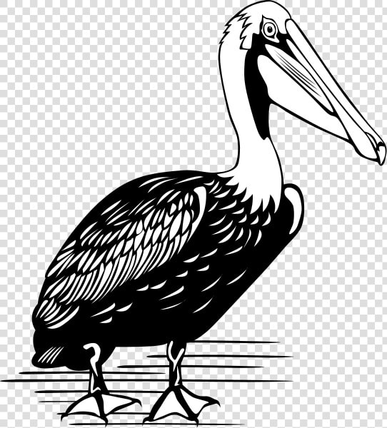 Pelican Png Clip Arts   Color Is A Pelican  Transparent PngTransparent PNG