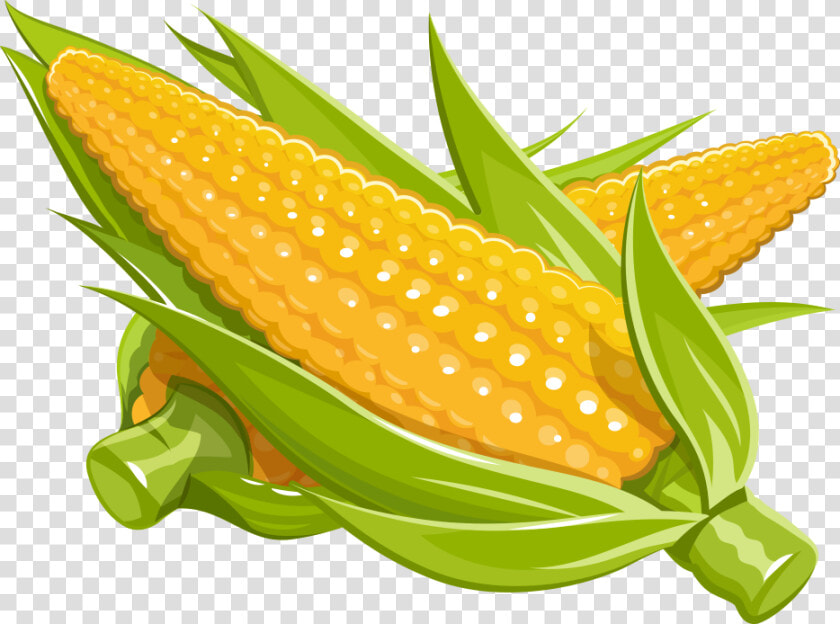 Maize Royalty free Illustration   Corn Cartoon Png  Transparent PngTransparent PNG