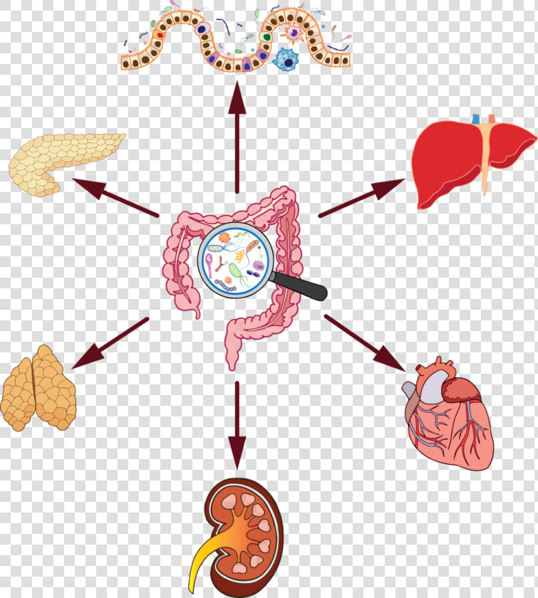 Gut Microbiome Organ Effect  HD Png DownloadTransparent PNG