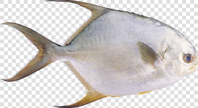 Download And Use Fish High Quality Png  Transparent PngTransparent PNG