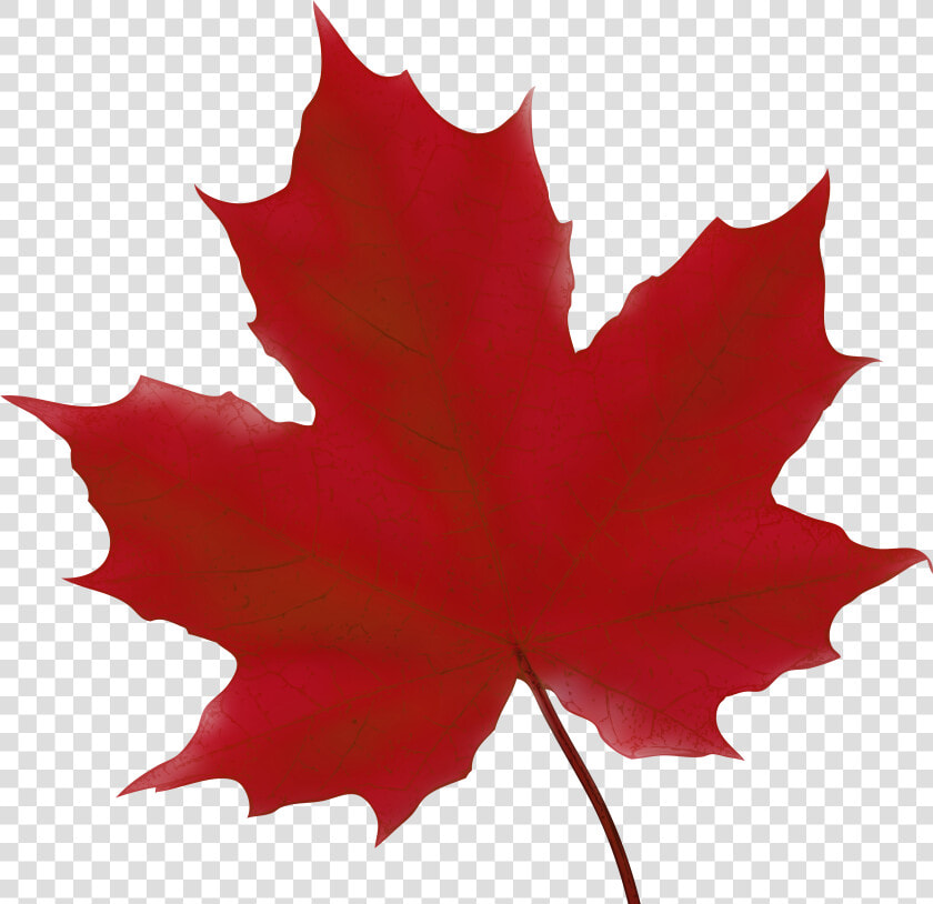 Leaf Cliparts Png Maple   Red Maple Leaf Clip Art  Transparent PngTransparent PNG