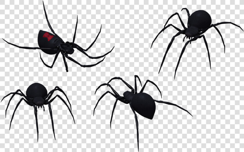 Black Widow Spider Set 09 By Free Stock By Wayne On   Spider Png Vector  Transparent PngTransparent PNG