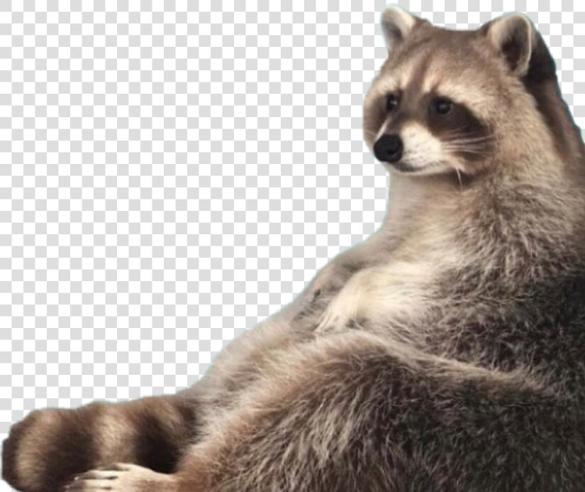  raccoon  meme  fat  chubby  racoon  lol   Raccoon I Am Trash  HD Png DownloadTransparent PNG