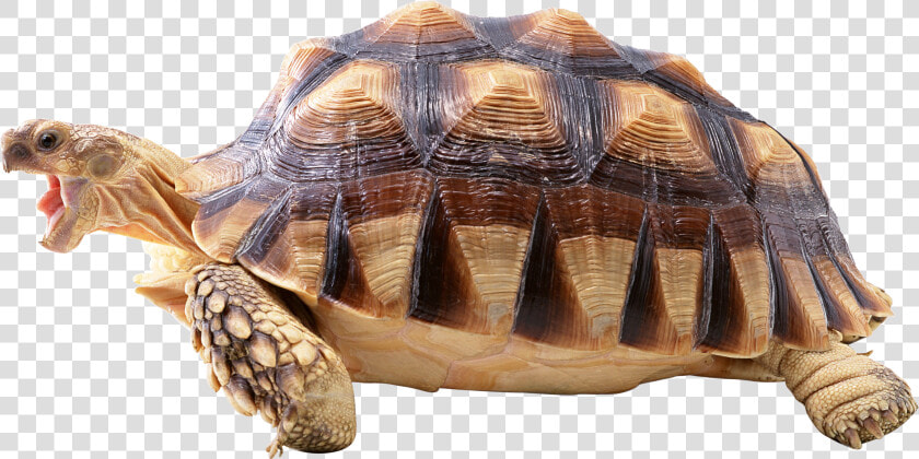 Snapping Turtle Png   Turtle Png  Transparent PngTransparent PNG