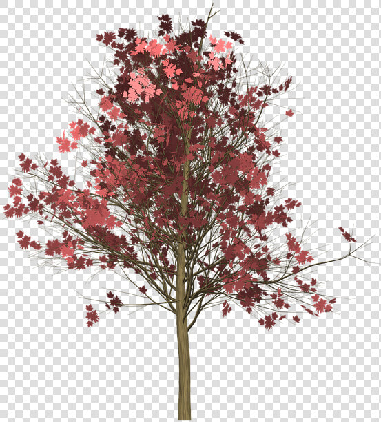 Maple  Tree  Painted Tree  Light Brown  Nature   Japanese Maple Transparent Background  HD Png DownloadTransparent PNG