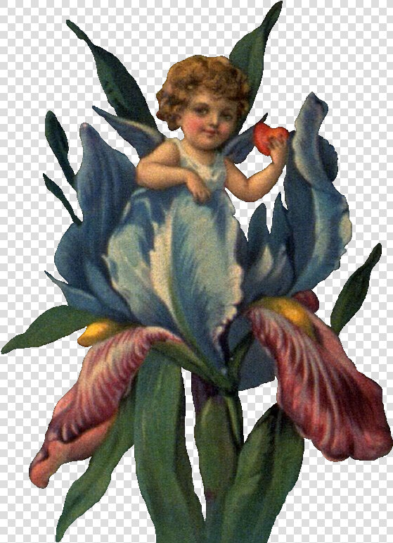 Cherub In Iris Ldm   Eu Sou Assim  HD Png DownloadTransparent PNG