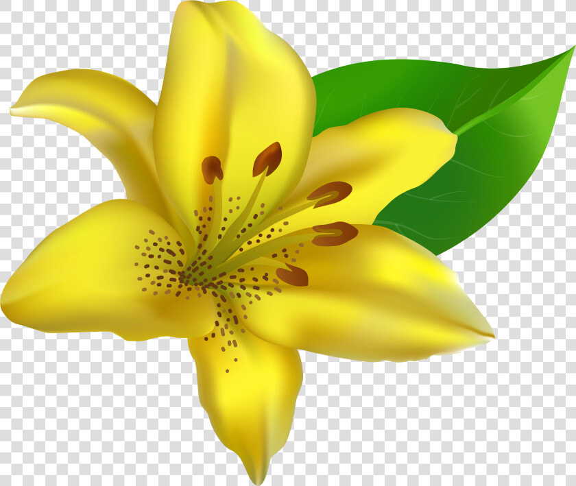 Transparent Lillies Png   Yellow Lily Clip Art  Png DownloadTransparent PNG