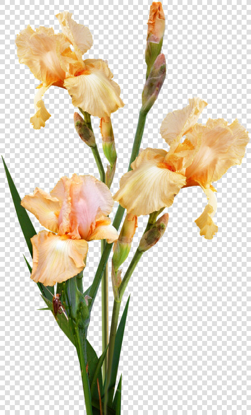 Transparent Gladiolus Png   Iris  Png DownloadTransparent PNG