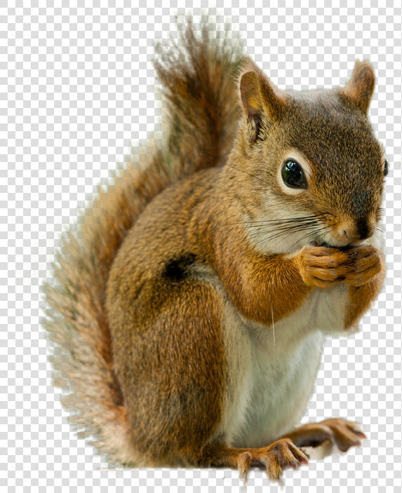 Squirrel Png Image   Transparent Transparent Background Squirrel  Png DownloadTransparent PNG