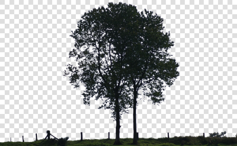 Thumb Image   Black And White Tree For Photoshop  HD Png DownloadTransparent PNG