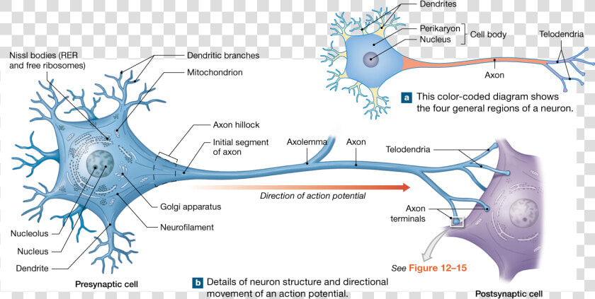 Anatomy Of A Typical Neuron  HD Png DownloadTransparent PNG