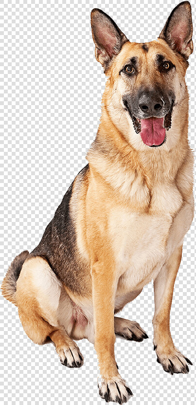 German Shepherd Sitting   German Shepherd Dog Puppies Puppy  HD Png DownloadTransparent PNG