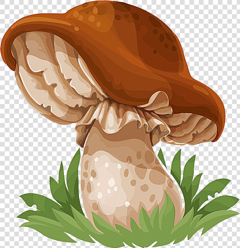 Common Mushroom Drawing Edible Mushroom   Gambar Kartun Jamur Merang  HD Png DownloadTransparent PNG