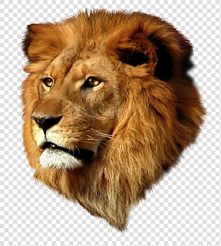 Tête De Lion   Quotes Never Above You Never Below You  HD Png DownloadTransparent PNG