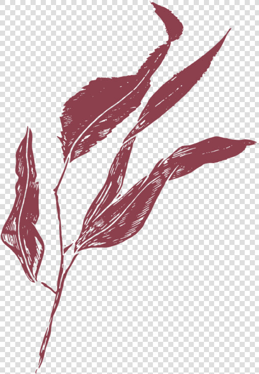 Film And Foliage Gumleaf Burgandy   Illustration  HD Png DownloadTransparent PNG