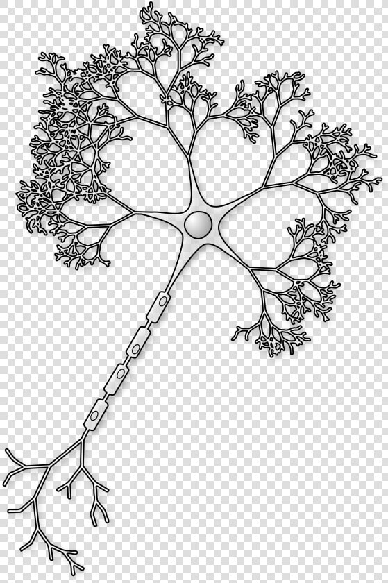 File Figure Notext Svg   Neuron Png  Transparent PngTransparent PNG