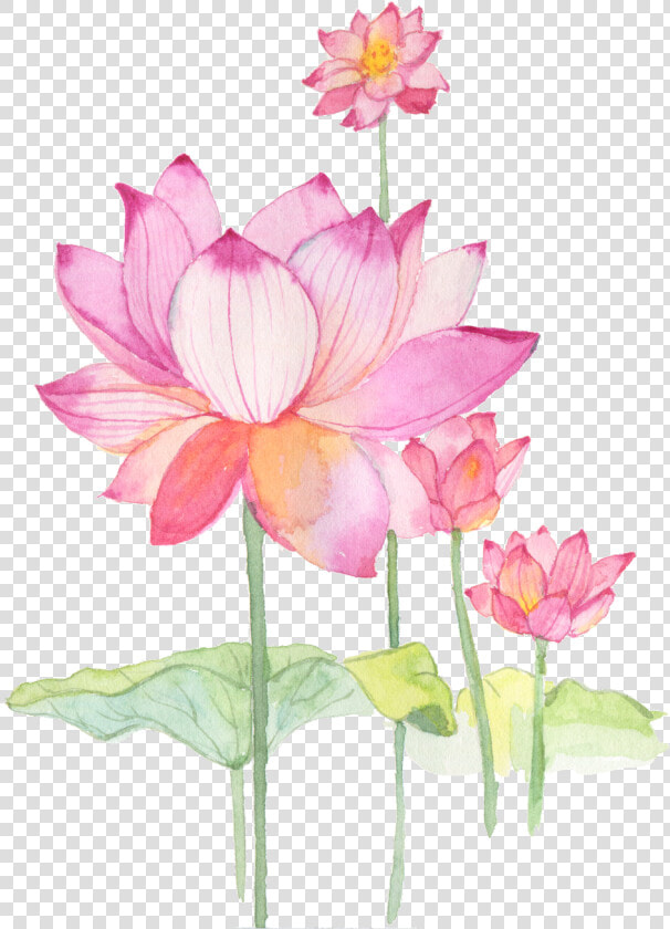  flower  lotus  chinese   Sacred Lotus  HD Png DownloadTransparent PNG