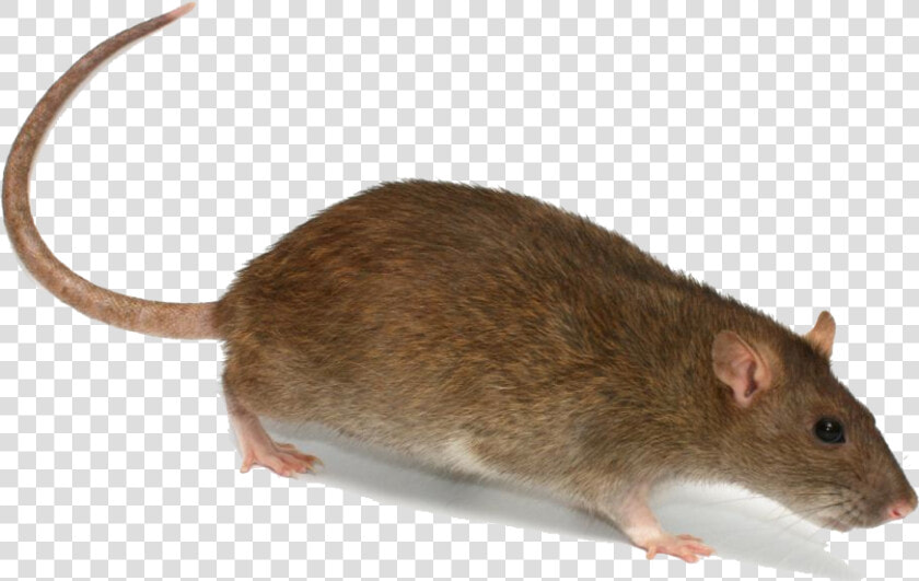 Rat Png Transparent Image   Rat With A Hat  Png DownloadTransparent PNG