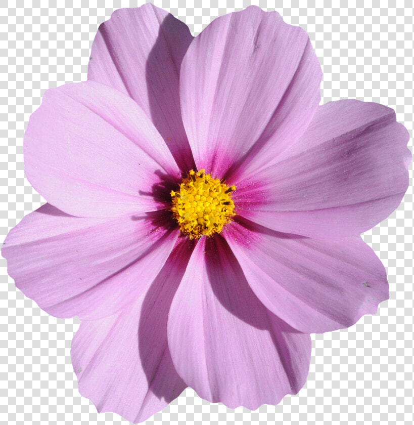 Flower Image File Formats   Purple Cosmos Flower Png  Transparent PngTransparent PNG