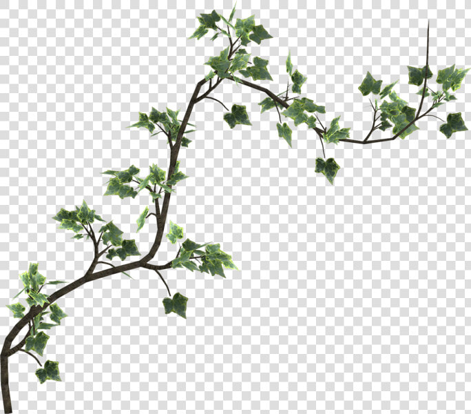 Graphic Freeuse Download Ivy Transparent Psd   Poison Ivy Vines Png  Png DownloadTransparent PNG