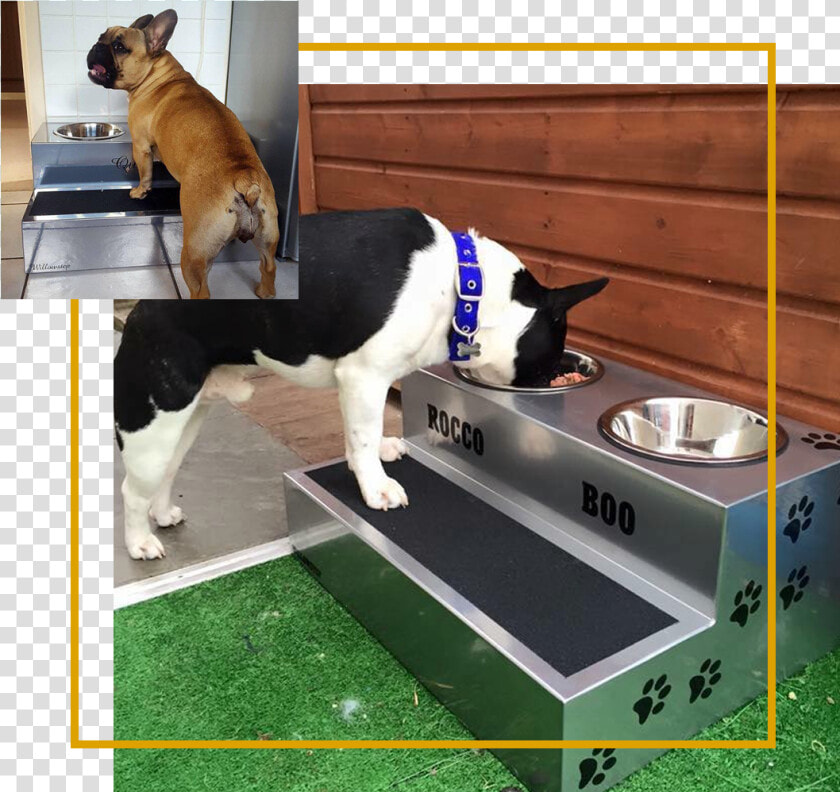 Elevated Dog Bowls   French Bulldog Elevated Feeding  HD Png DownloadTransparent PNG