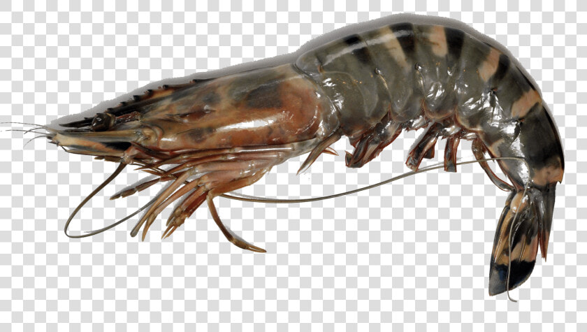 Giant Tiger Prawn Png  Transparent PngTransparent PNG