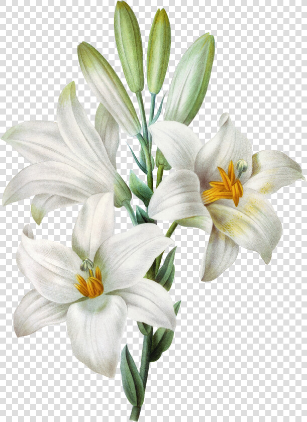 Watercolor Easter Lilium Painting Tiger Candidum Lily   Lilies Png  Transparent PngTransparent PNG