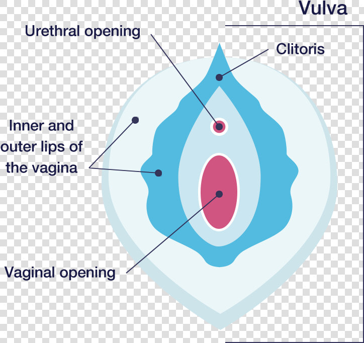 Vula Of The Vagina  HD Png DownloadTransparent PNG