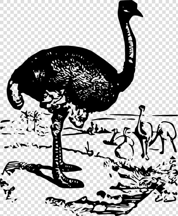 Flightless Bird water Bird blackandwhite   Ostrich  HD Png DownloadTransparent PNG