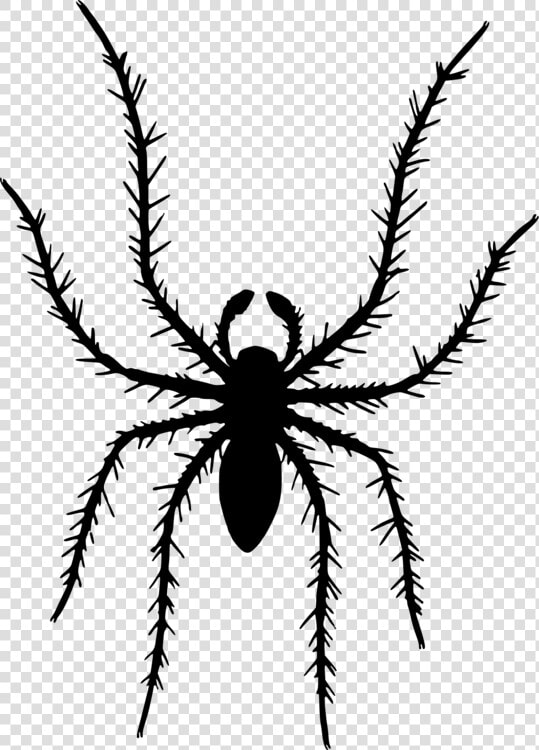 Tarantula araneus spider   Illustration  HD Png DownloadTransparent PNG