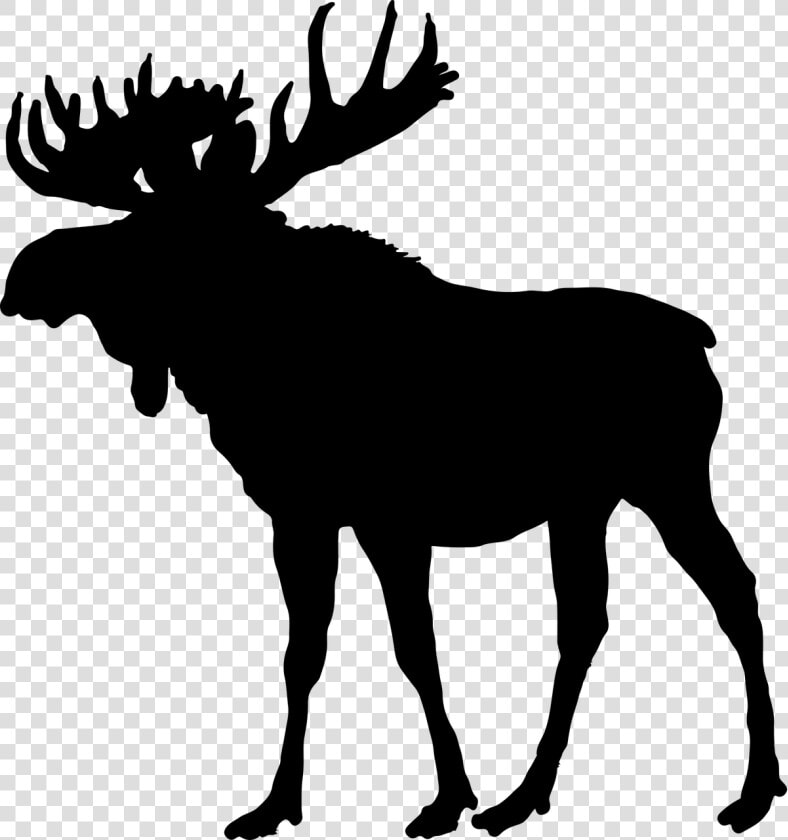 Animal Canada Horns Free Picture   Moose Silhouette Png  Transparent PngTransparent PNG